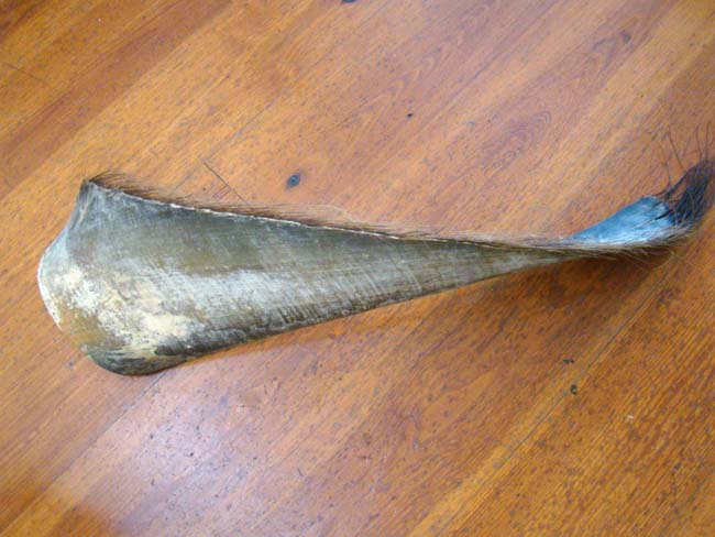 A large piece of 19th century whale's baleen